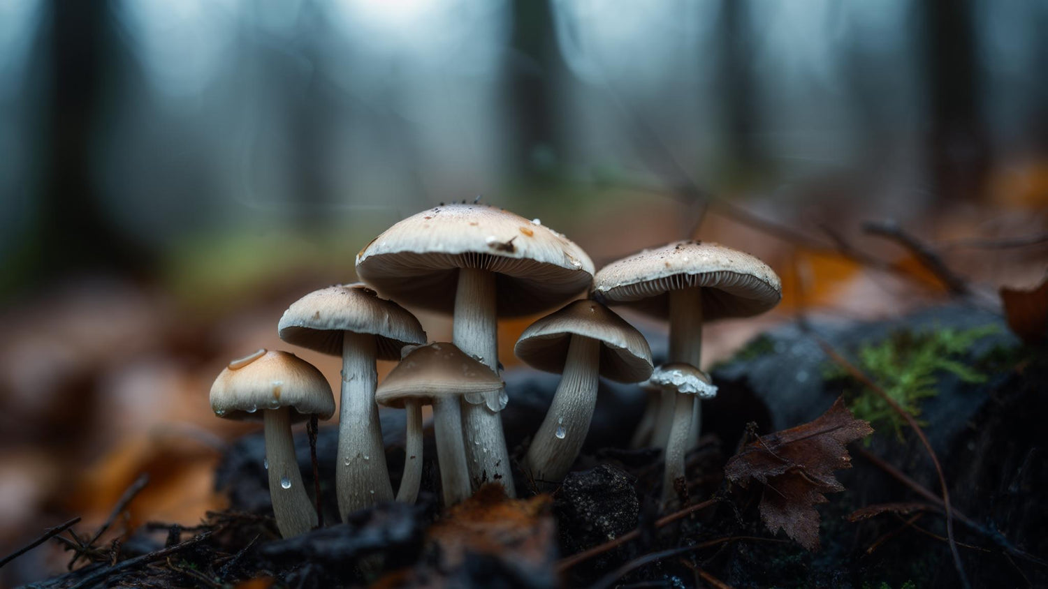 mushroom phone wallpaper