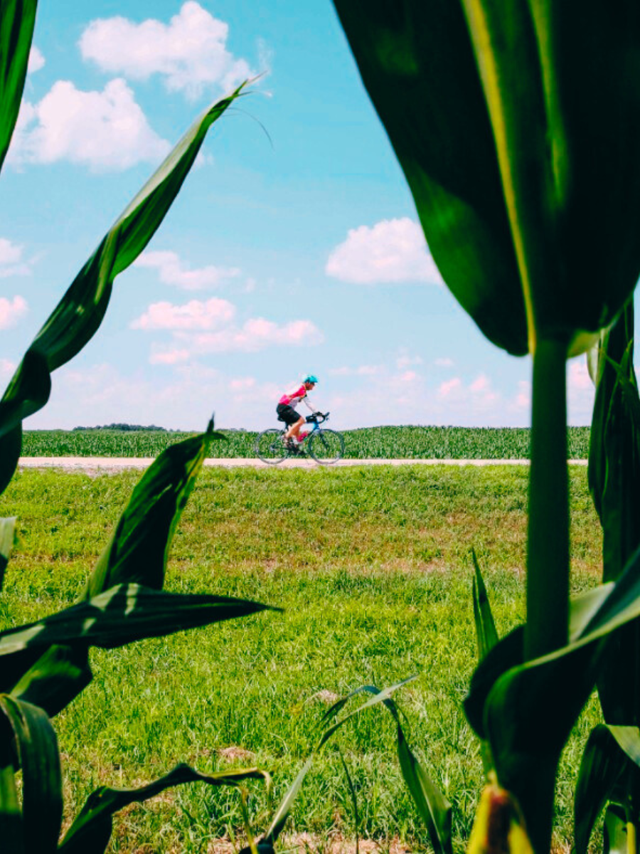 RAGBRAI 2019 Day 4 picture from the corn fields (Photo Credit: RAGBRAI)