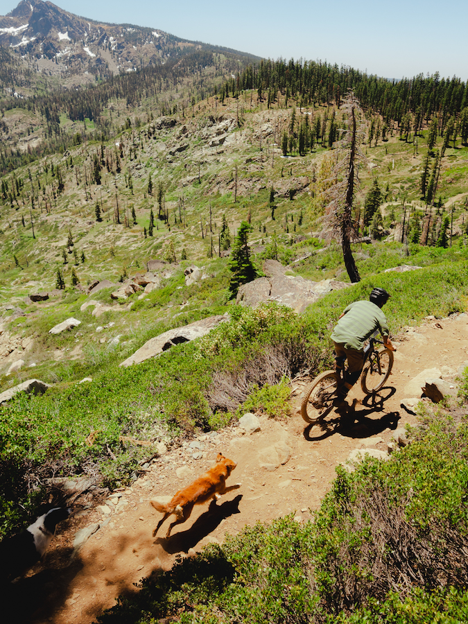 MTB Rider and Dog on Mountain Bike Trails